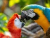 Para ilmuwan menemukan burung beo sebenarnya bisa menggunakan nama
