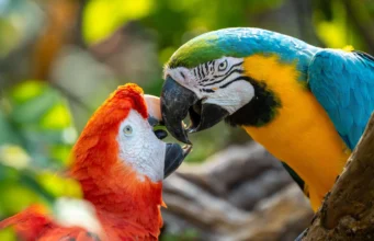 Para ilmuwan menemukan burung beo sebenarnya bisa menggunakan nama