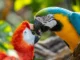 Para ilmuwan menemukan burung beo sebenarnya bisa menggunakan nama