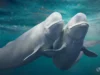 Paus Beluga terus berganti pasangan dan hal ini dapat menyelamatkan spesies mereka