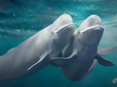 Paus Beluga terus berganti pasangan dan hal ini dapat menyelamatkan spesies mereka