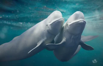 Paus Beluga terus berganti pasangan dan hal ini dapat menyelamatkan spesies mereka