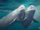 Paus Beluga terus berganti pasangan dan hal ini dapat menyelamatkan spesies mereka
