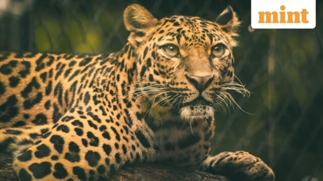 Pepatah Afrika pada masa itu: “Hujan membasahi kulit macan tutul,