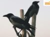 Pepatah Yunani pada masa itu: “Burung gagak tidak pernah mengalihkan pandangannya dari gagak lain”; maknanya dan mengapa hal itu masih penting hingga saat ini