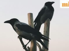 Pepatah Yunani pada masa itu: “Burung gagak tidak pernah mengalihkan pandangannya dari gagak lain”; maknanya dan mengapa hal itu masih penting hingga saat ini