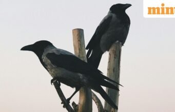 Pepatah Yunani pada masa itu: “Burung gagak tidak pernah mengalihkan pandangannya dari gagak lain”; maknanya dan mengapa hal itu masih penting hingga saat ini