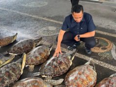 Polda Bali menyelamatkan 21 penyu dari pedagang manusia