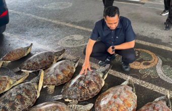 Polda Bali menyelamatkan 21 penyu dari pedagang manusia