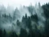 Polutan tersembunyi sedang mengubah cara hutan bernafas
