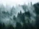 Polutan tersembunyi sedang mengubah cara hutan bernafas