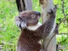 Populasi koala di Australia Selatan bisa berakhir dengan kelaparan massal