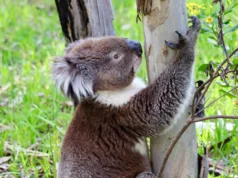 Populasi koala di Australia Selatan bisa berakhir dengan kelaparan massal