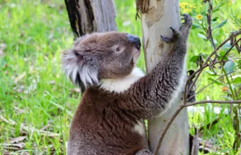 Populasi koala di Australia Selatan bisa berakhir dengan kelaparan massal