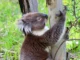 Populasi koala di Australia Selatan bisa berakhir dengan kelaparan massal