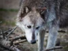Serigala di Yellowstone mungkin tidak mengubah taman nasional