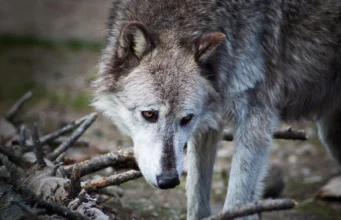 Serigala di Yellowstone mungkin tidak mengubah taman nasional