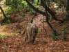 Singa gunung mengubah segalanya di cagar alam kecil California ini