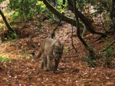 Singa gunung mengubah segalanya di cagar alam kecil California ini