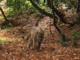 Singa gunung mengubah segalanya di cagar alam kecil California ini