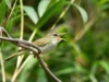 Spesies burung tersembunyi ditemukan di Jepang setelah DNA mengungkap rahasia menakjubkan