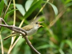 Spesies burung tersembunyi ditemukan di Jepang setelah DNA mengungkap rahasia menakjubkan