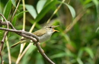 Spesies burung tersembunyi ditemukan di Jepang setelah DNA mengungkap rahasia menakjubkan
