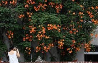 Tanaman merambat berbunga berbentuk terompet menjadi simbol musim panas Korea