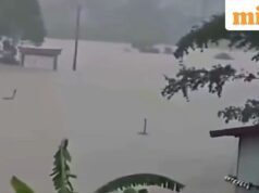 Banjir di Tiongkok: lebih dari 900 ular melarikan diri dari peternakan di Guangxi; pihak berwenang bergegas menangkap mereka