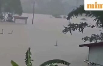 Banjir di Tiongkok: lebih dari 900 ular melarikan diri dari peternakan di Guangxi; pihak berwenang bergegas menangkap mereka