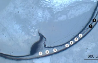 Cacing Laut Purba Ini Memiliki Rahang “Bio-Metalik” Berbeda dengan Yang Pernah Dilihat Para Ilmuwan