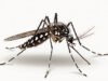 Chikungunya, Japanese ensefalitis, dan demam berdarah
