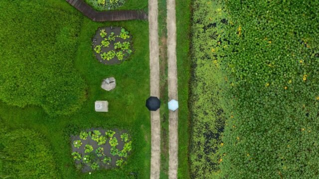 Chollipo Arboretum: Dimana tanaman adalah tuan sebenarnya