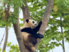 Di kota panda Tiongkok, tempat konservasi dan pariwisata hidup berdampingan
