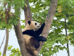 Di kota panda Tiongkok, tempat konservasi dan pariwisata hidup berdampingan