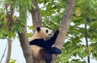 Di kota panda Tiongkok, tempat konservasi dan pariwisata hidup berdampingan