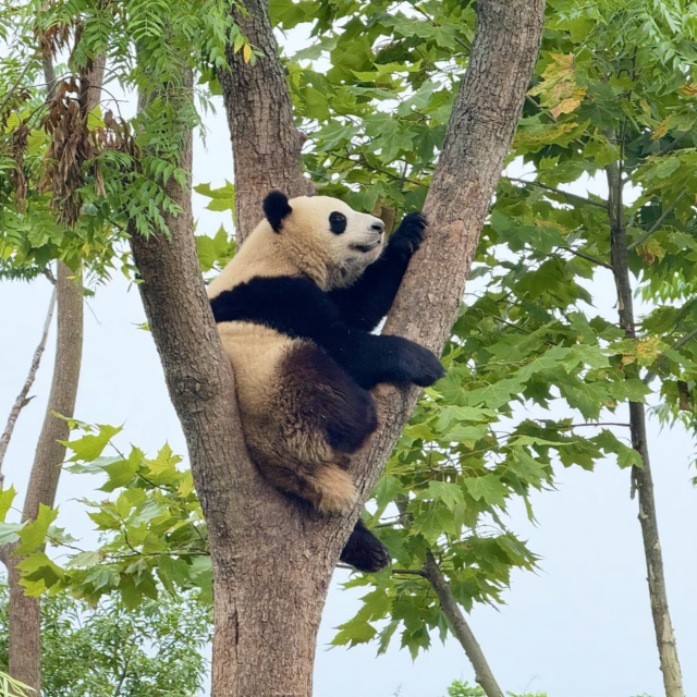 Di kota panda Tiongkok, tempat konservasi dan pariwisata hidup berdampingan