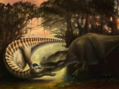 Fosil dinosaurus ini mengabadikan momen terakhir serangan T. rex