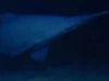 Hiu goblin langka difilmkan hidup untuk pertama kalinya di laut dalam