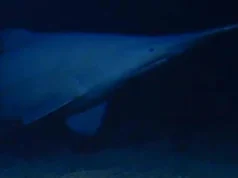 Hiu goblin langka difilmkan hidup untuk pertama kalinya di laut dalam