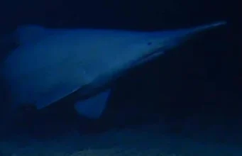 Hiu goblin langka difilmkan hidup untuk pertama kalinya di laut dalam