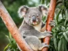 Koala hampir punah sebelum manusia tiba, ungkap studi DNA