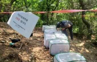 Korea beralih ke ekstrak tumbuhan untuk memerangi kawanan ‘kutu cinta’ di perkotaan