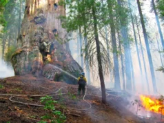 Mungkin cara terbaik untuk menyelamatkan sequoia raksasa adalah dengan menggunakan lebih banyak api