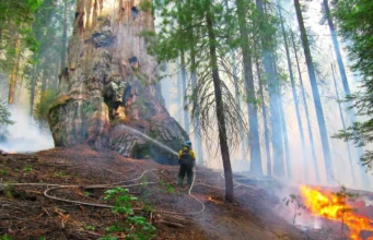 Mungkin cara terbaik untuk menyelamatkan sequoia raksasa adalah dengan menggunakan lebih banyak api