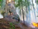 Mungkin cara terbaik untuk menyelamatkan sequoia raksasa adalah dengan menggunakan lebih banyak api