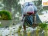 Musim hujan yang tersebar dapat meningkatkan inflasi dan merugikan perekonomian pedesaan, kata S&P