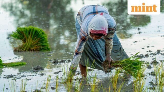 Musim hujan yang tersebar dapat meningkatkan inflasi dan merugikan perekonomian