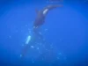 Orca memfilmkan menghancurkan ikan mola-mola raksasa menjadi ribuan keping