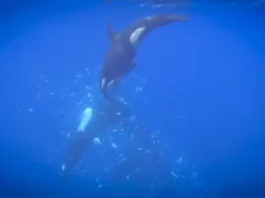 Orca memfilmkan menghancurkan ikan mola-mola raksasa menjadi ribuan keping